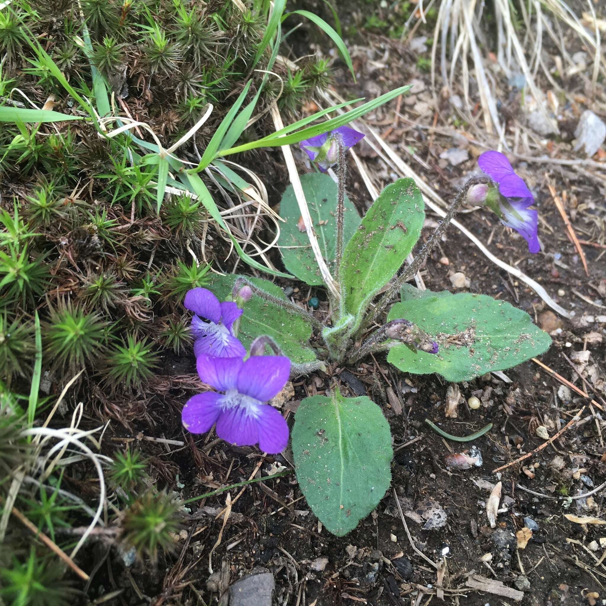 Sivun Viola sagittata var. ovata (Nutt.) Torr. & A. Gray kuva