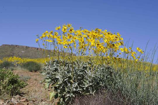 Sivun Encelia farinosa A. Gray ex Torr. kuva