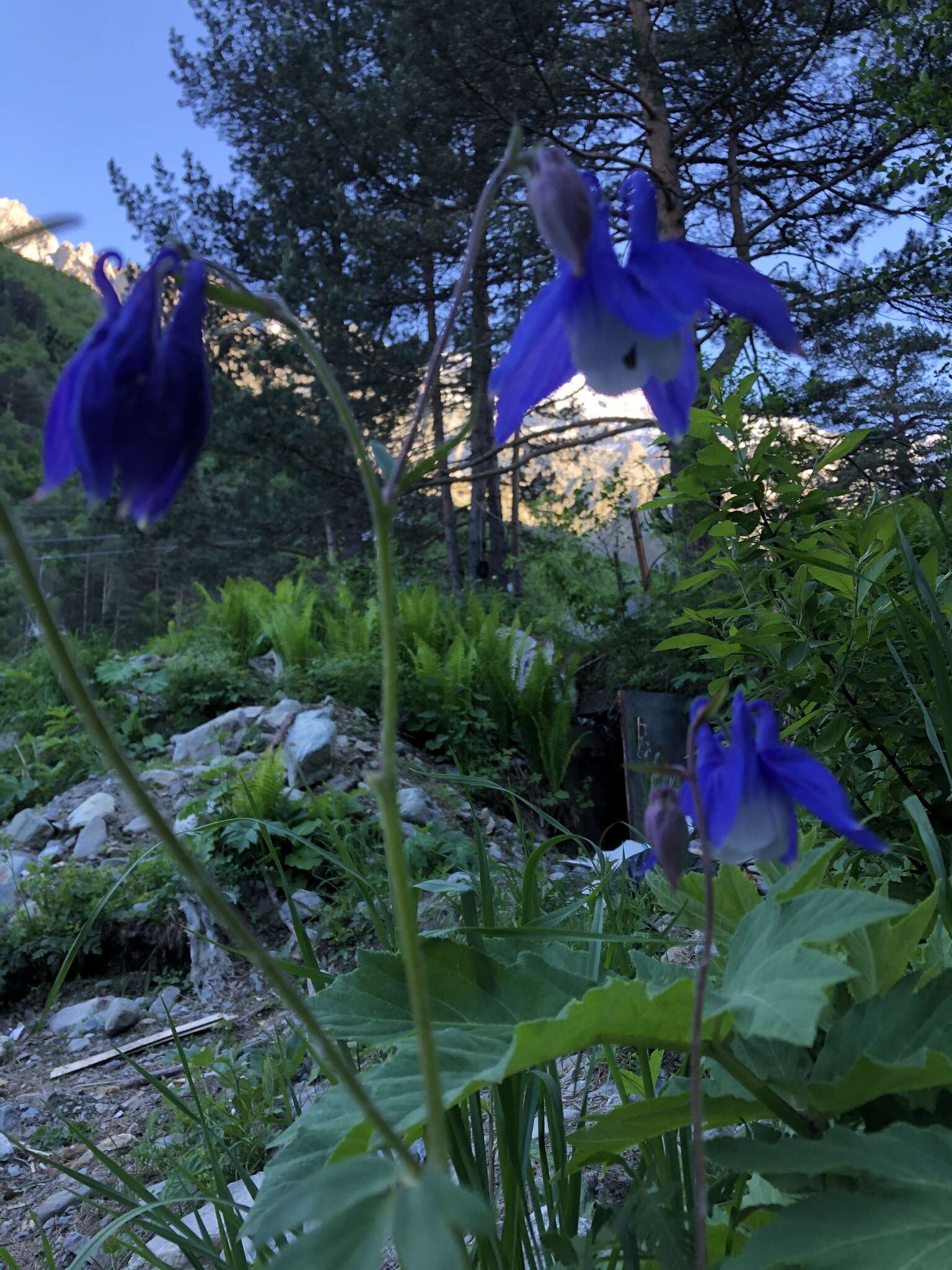 Image of Aquilegia olympica Boiss.