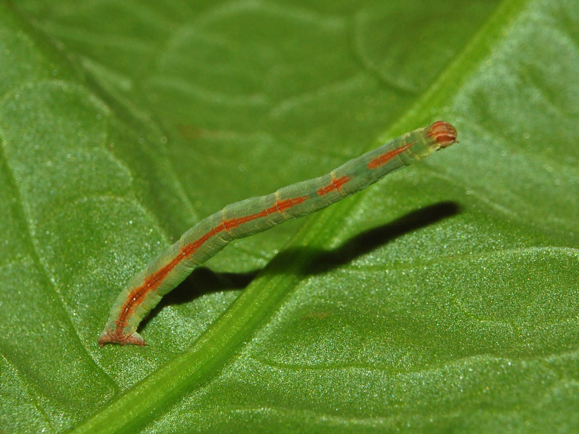 Слика од Rhodometra sacraria Linnaeus 1767