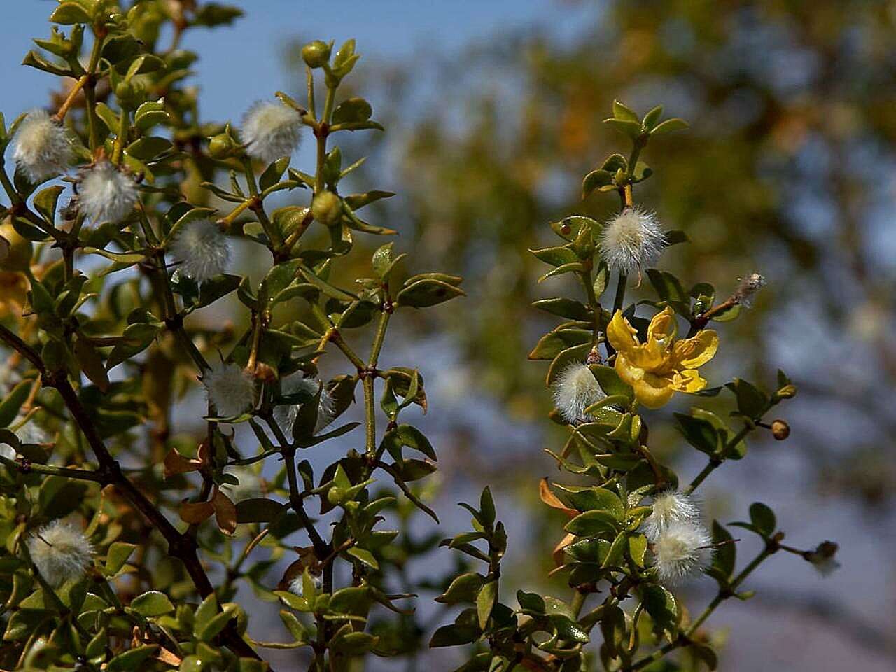 Image de Larrea tridentata (Sesse & Moc. ex DC.) Coult.