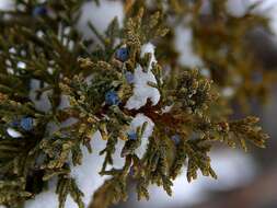 Image of Bigberry Juniper