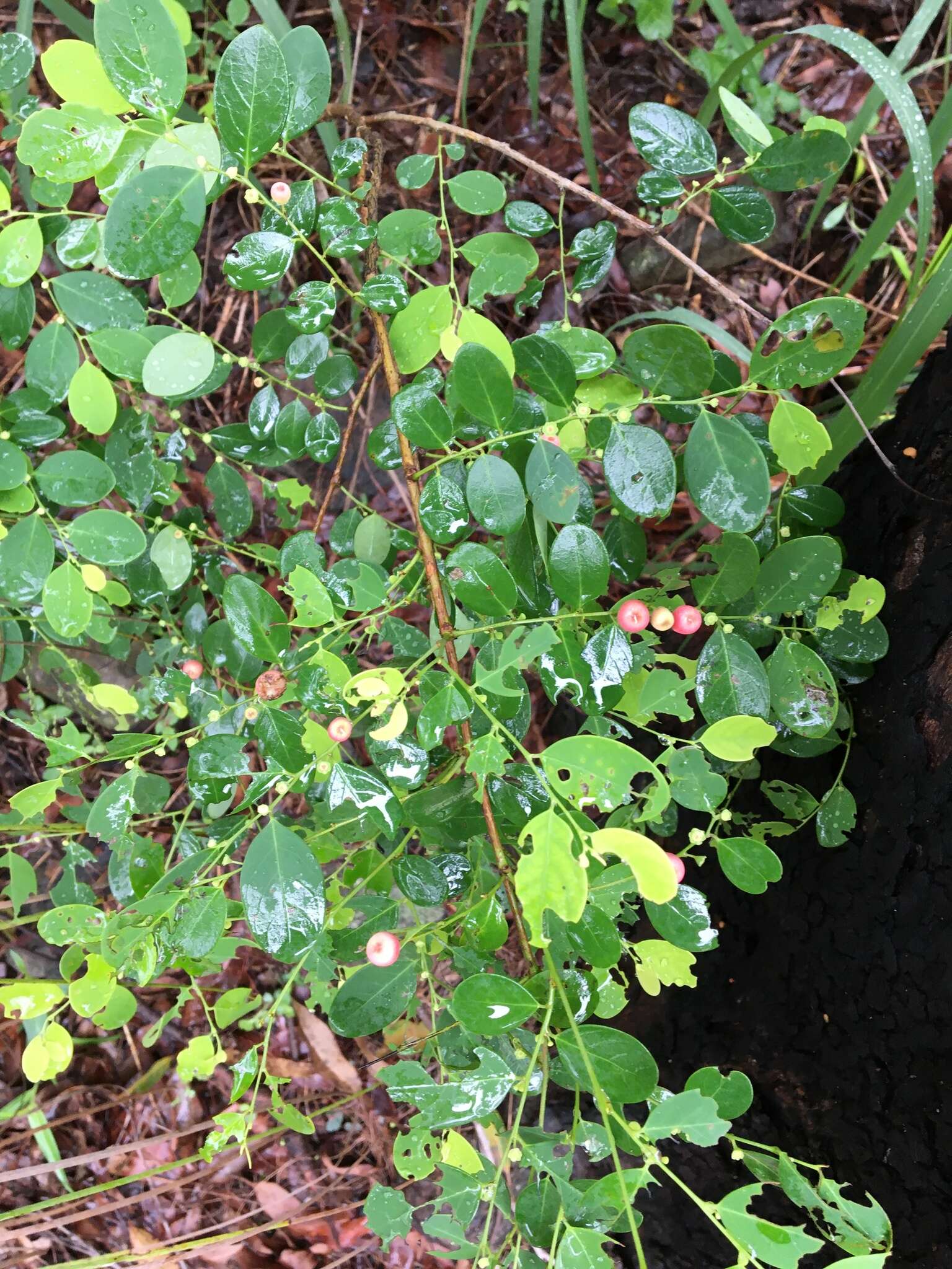 Image of Breynia oblongifolia (Müll. Arg.) Müll. Arg.