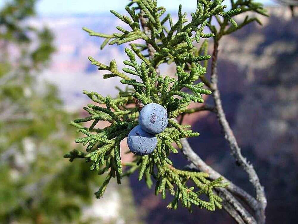 Image of Bigberry Juniper