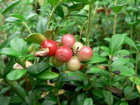 Image of lingonberry