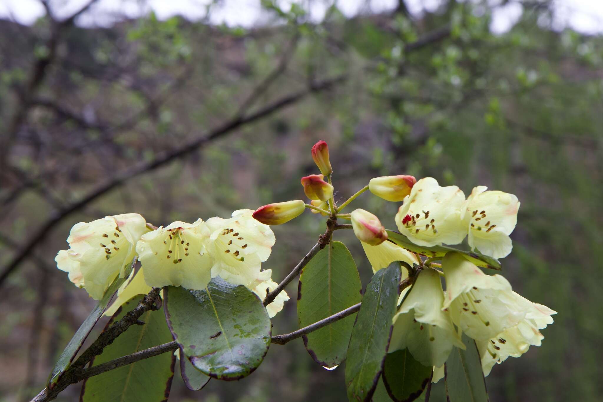 Imagem de Rhododendron campylocarpum Hook. fil.