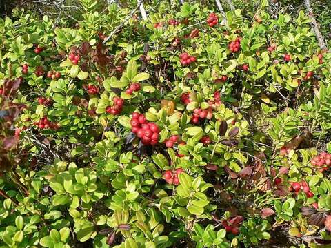 Image of lingonberry