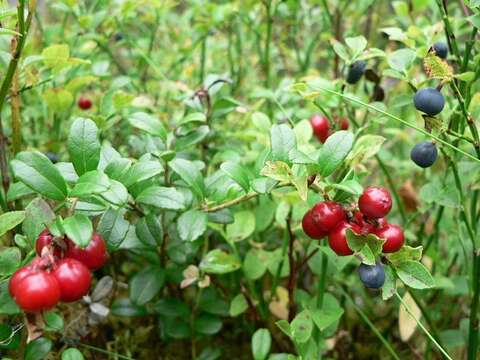 Image of lingonberry