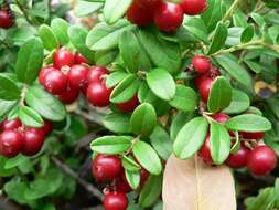 Image of lingonberry