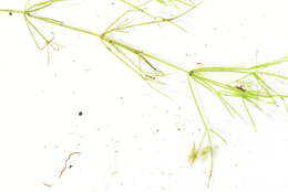 Image of Compact Stonewort