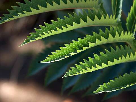 Image de Melianthus major L.