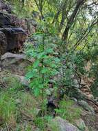 Image of Solanum rubetorum Dun.