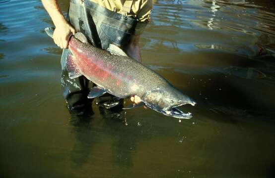 Image of Chinook Salmon