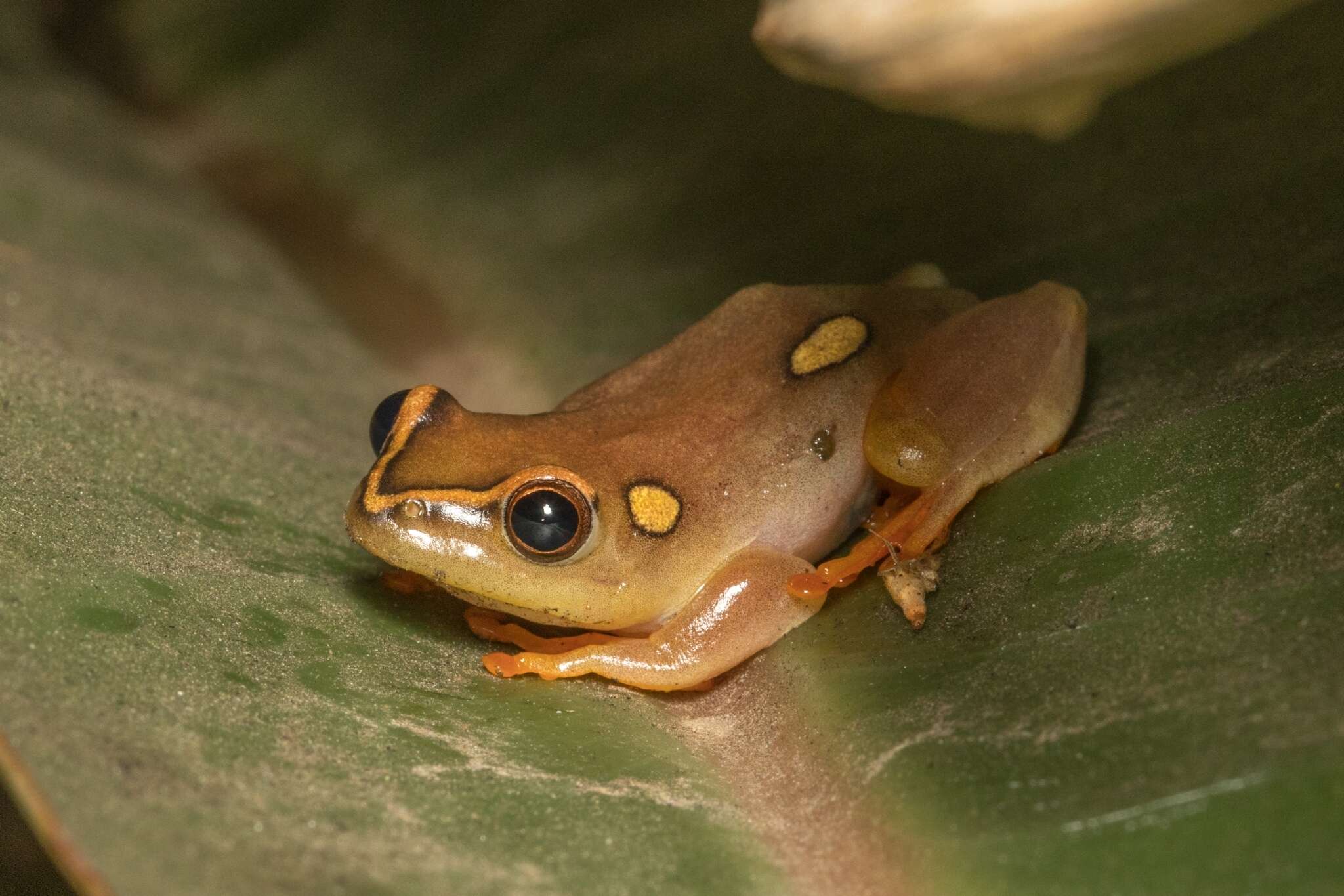 Image of Argus Reed Frog