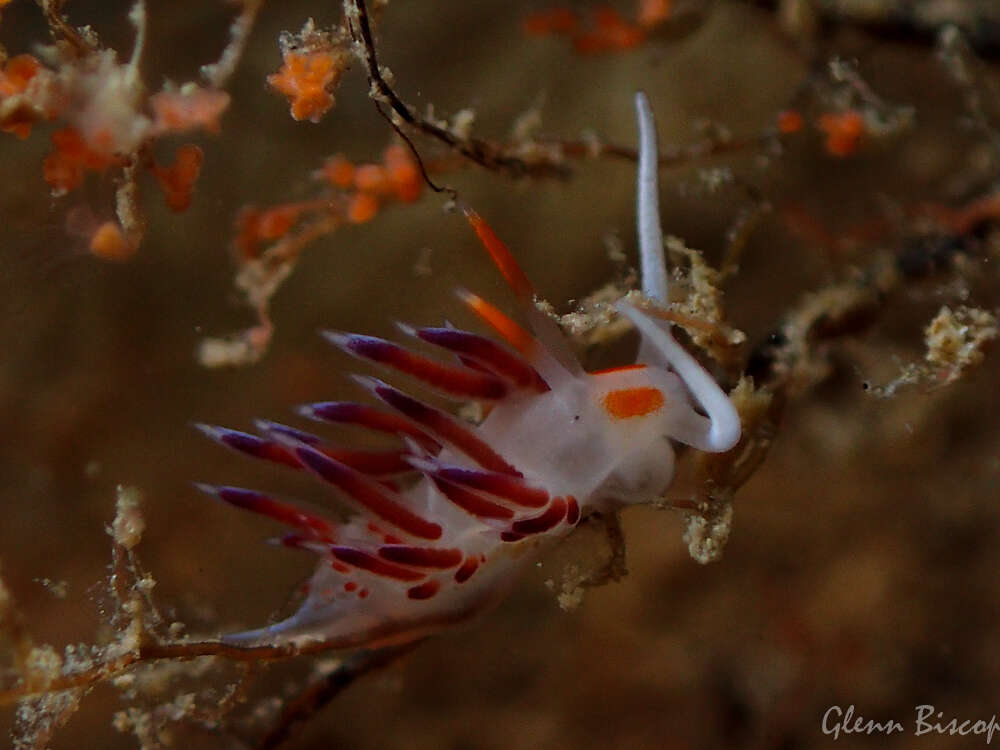 Image of Cratena Slug