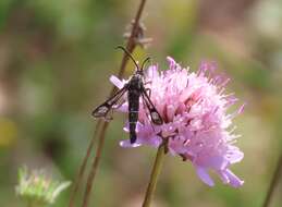 Image de Chamaesphecia bibioniformis Esper 1779