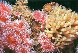 Image of Strawberry anemones