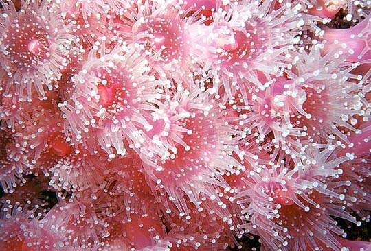 Image of Strawberry anemones