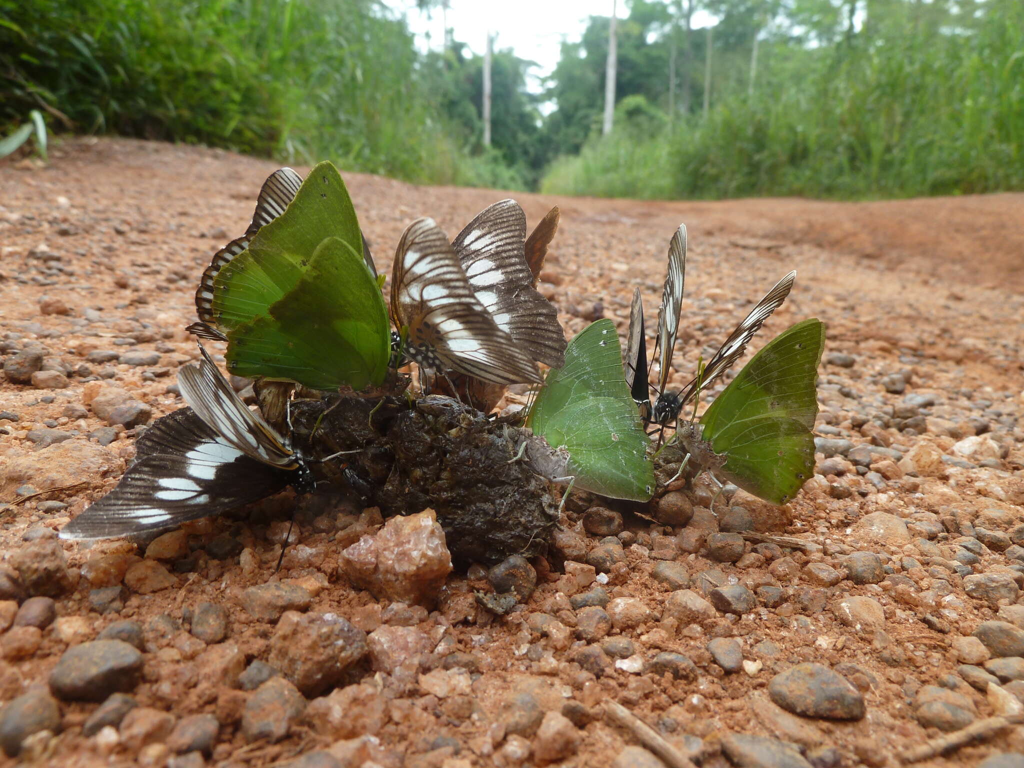 Image of Charaxes eupale Drury 1782