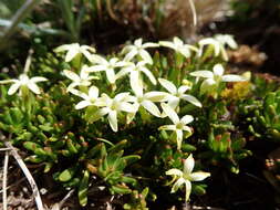 Image of Stackhousia pulvinaris F. Müll.