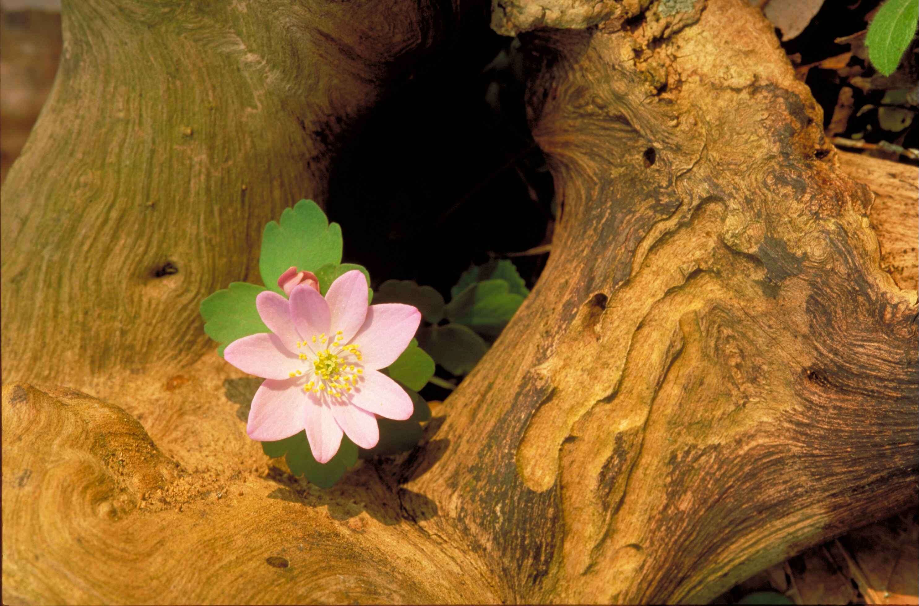 Image of Rue-Anemone