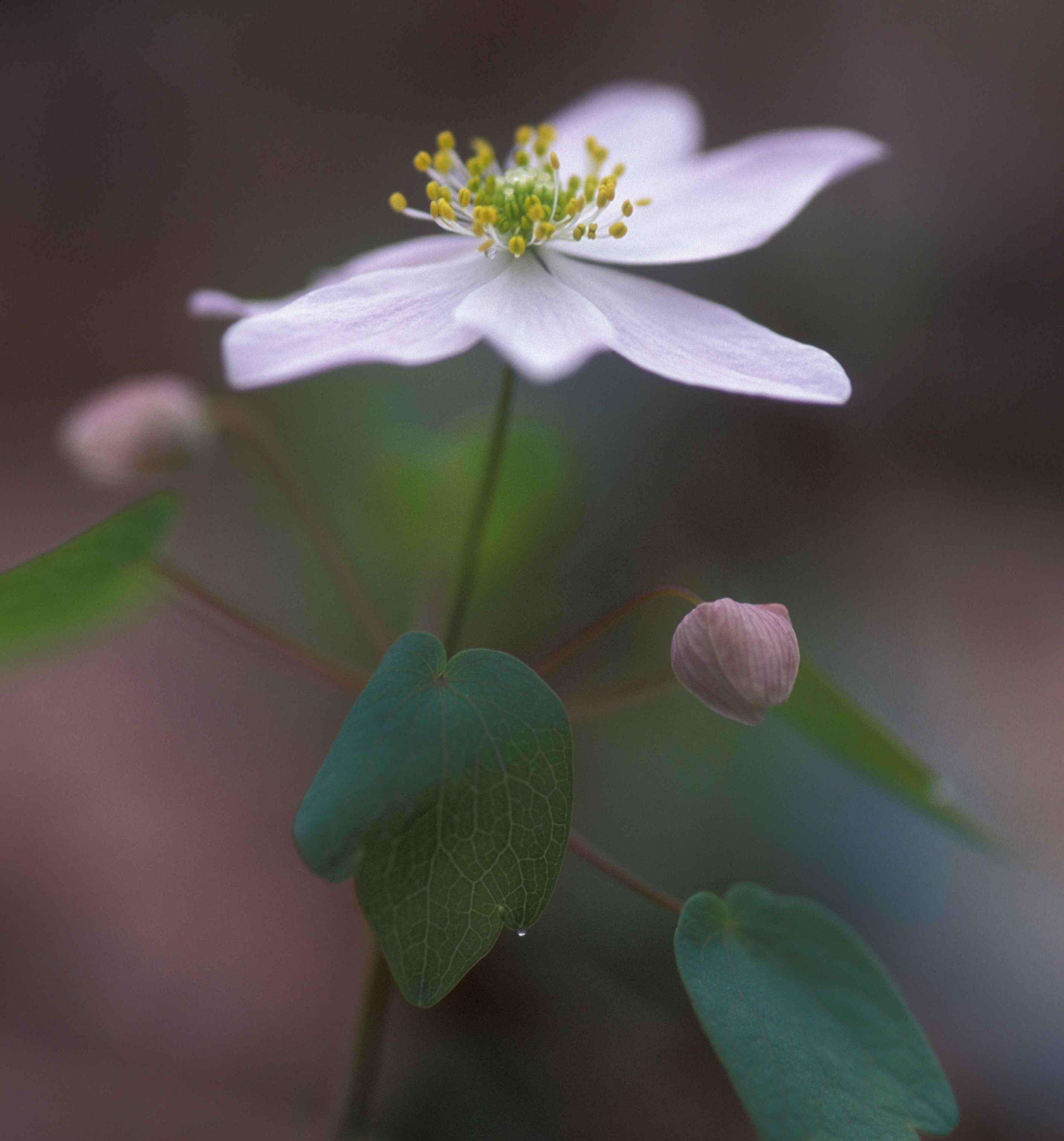 Image of Rue-Anemone