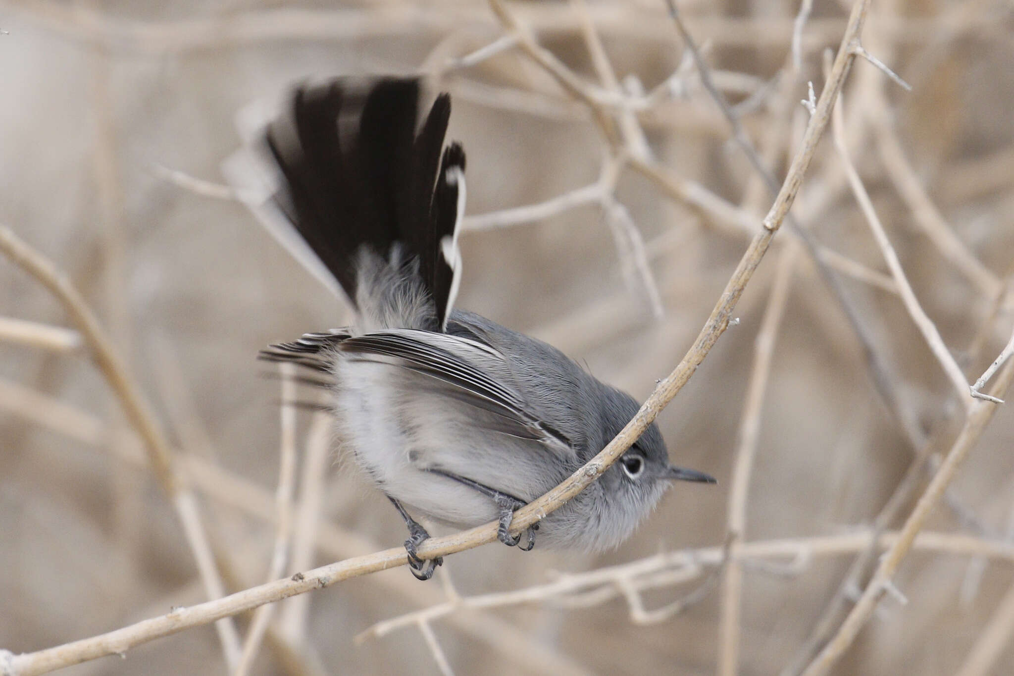 Image of Black-tailed Gnatcatcher