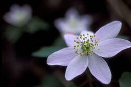 Image of Rue-Anemone