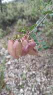 Image of <i>Colutea arborescens</i> subsp. <i>hispanica</i> (Talavera & Arista) Mateo & M. B. Crespo