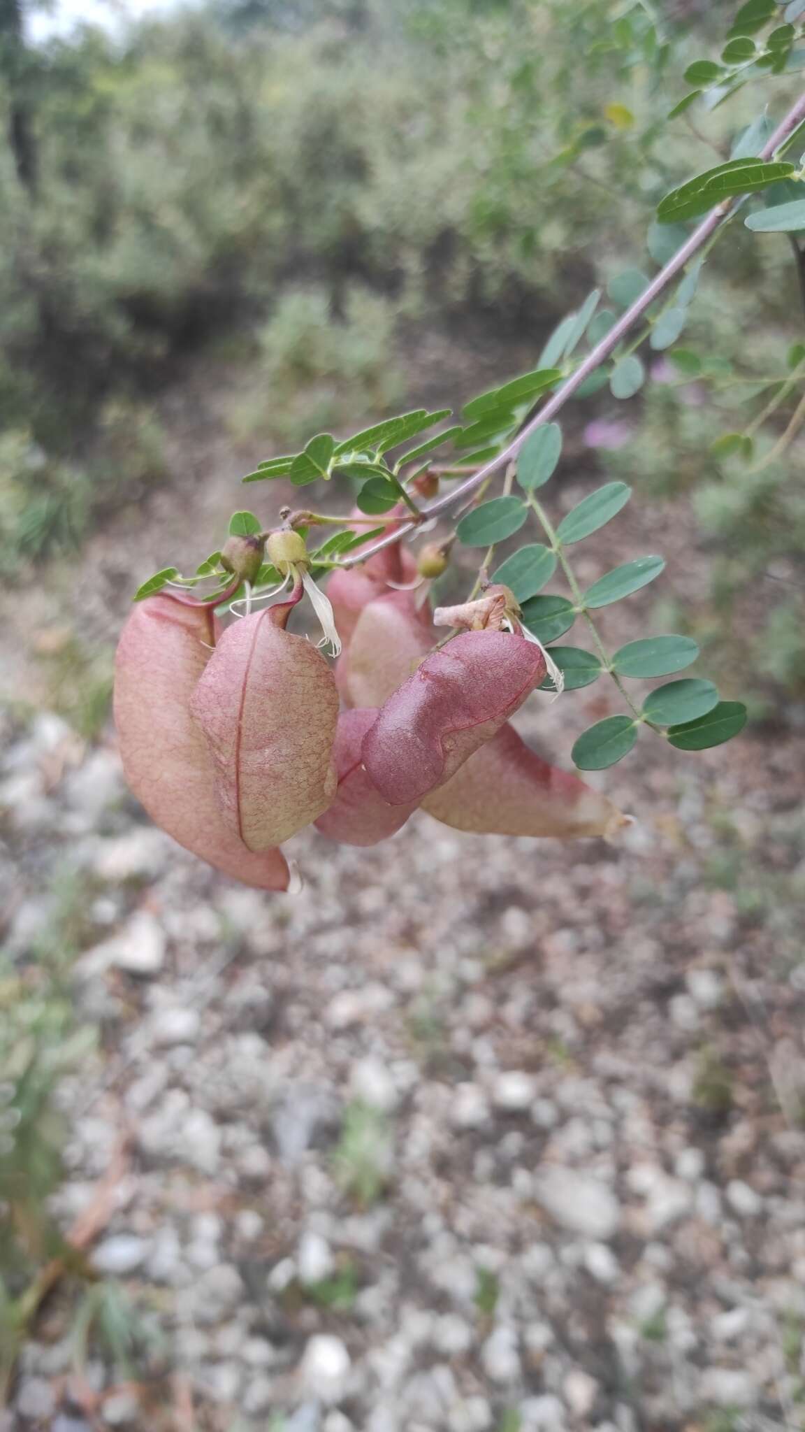 Image of <i>Colutea arborescens</i> subsp. <i>hispanica</i> (Talavera & Arista) Mateo & M. B. Crespo