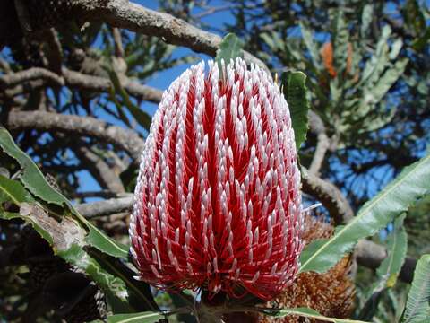 Image of Firewood Banksia