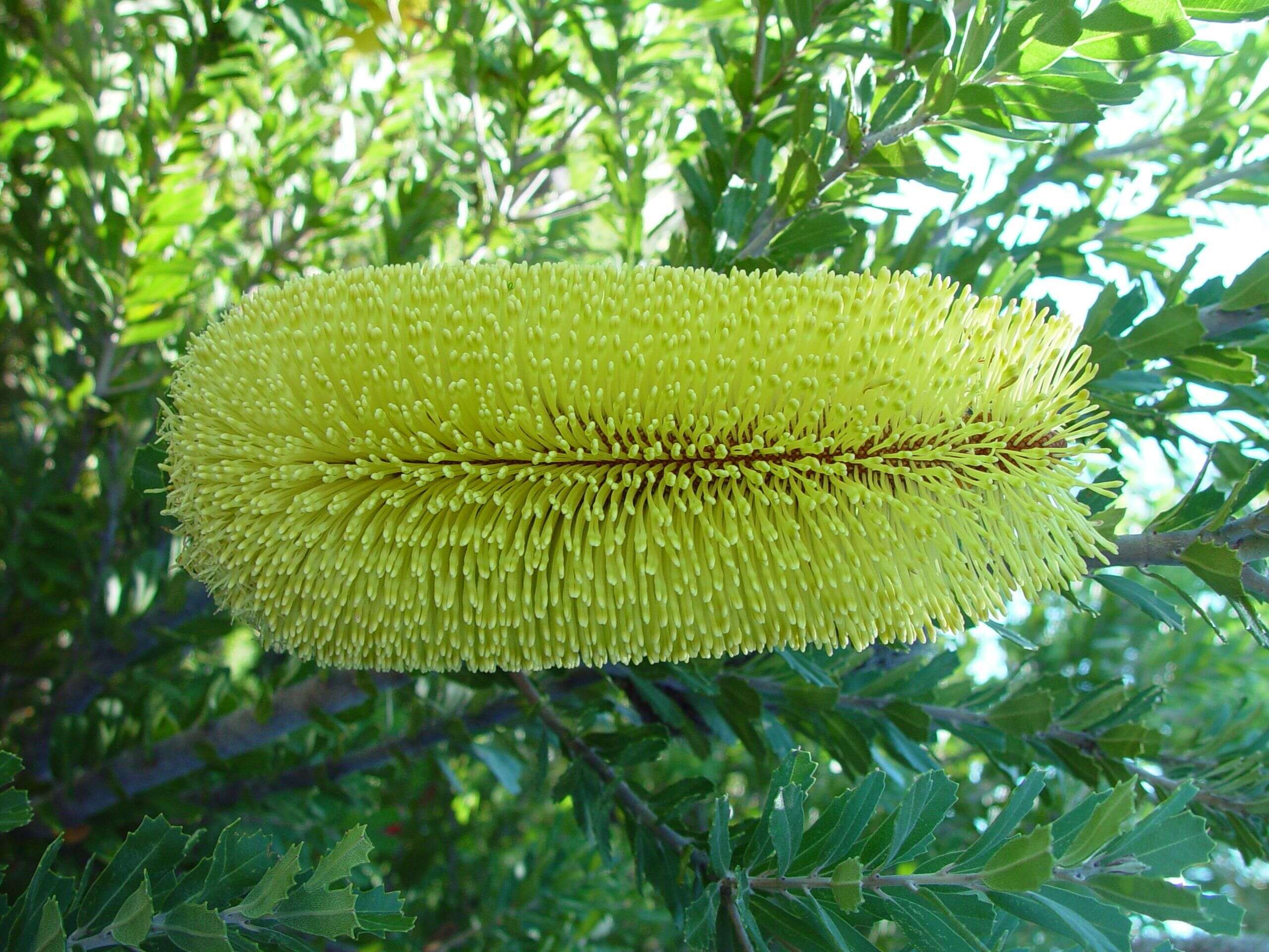 Image of cut-leaf banksia