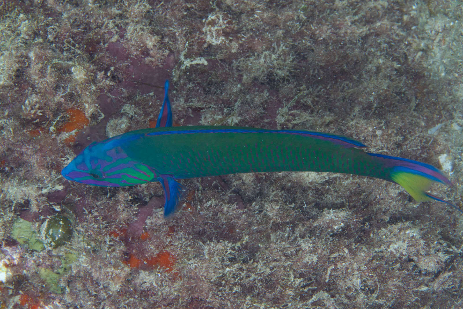 Image of Blue wrasse