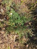 Image de Lomatium dasycarpum subsp. dasycarpum