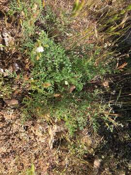 Image of woollyfruit desertparsley