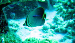 Image of Herringbone Butterflyfish