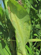 Imagem de Puccinia bupleuri (Opiz) F. Rudolphi 1829