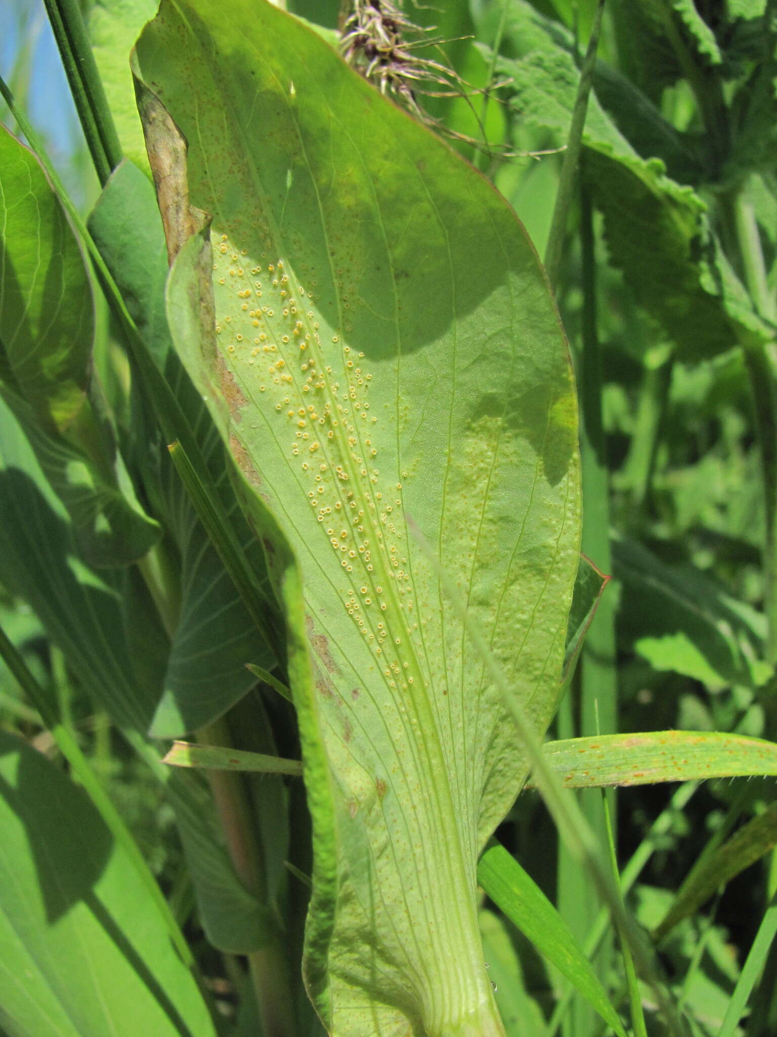 Image of Puccinia bupleuri (Opiz) F. Rudolphi 1829