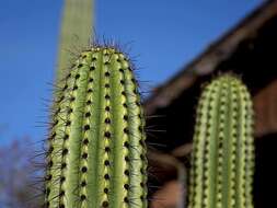 Image of Organ Pipe Cactus