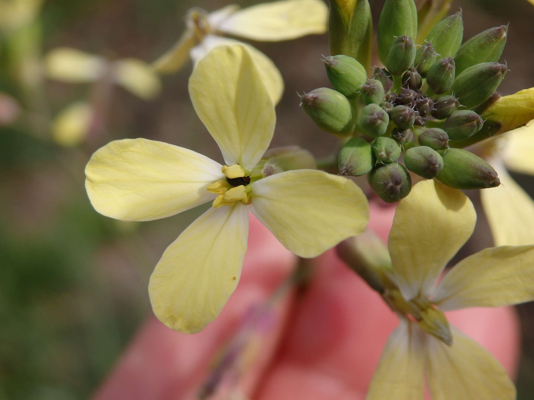 Imagem de Coincya monensis subsp. cheiranthos (Vill.) Aedo, Leadlay & Muñoz Garm.