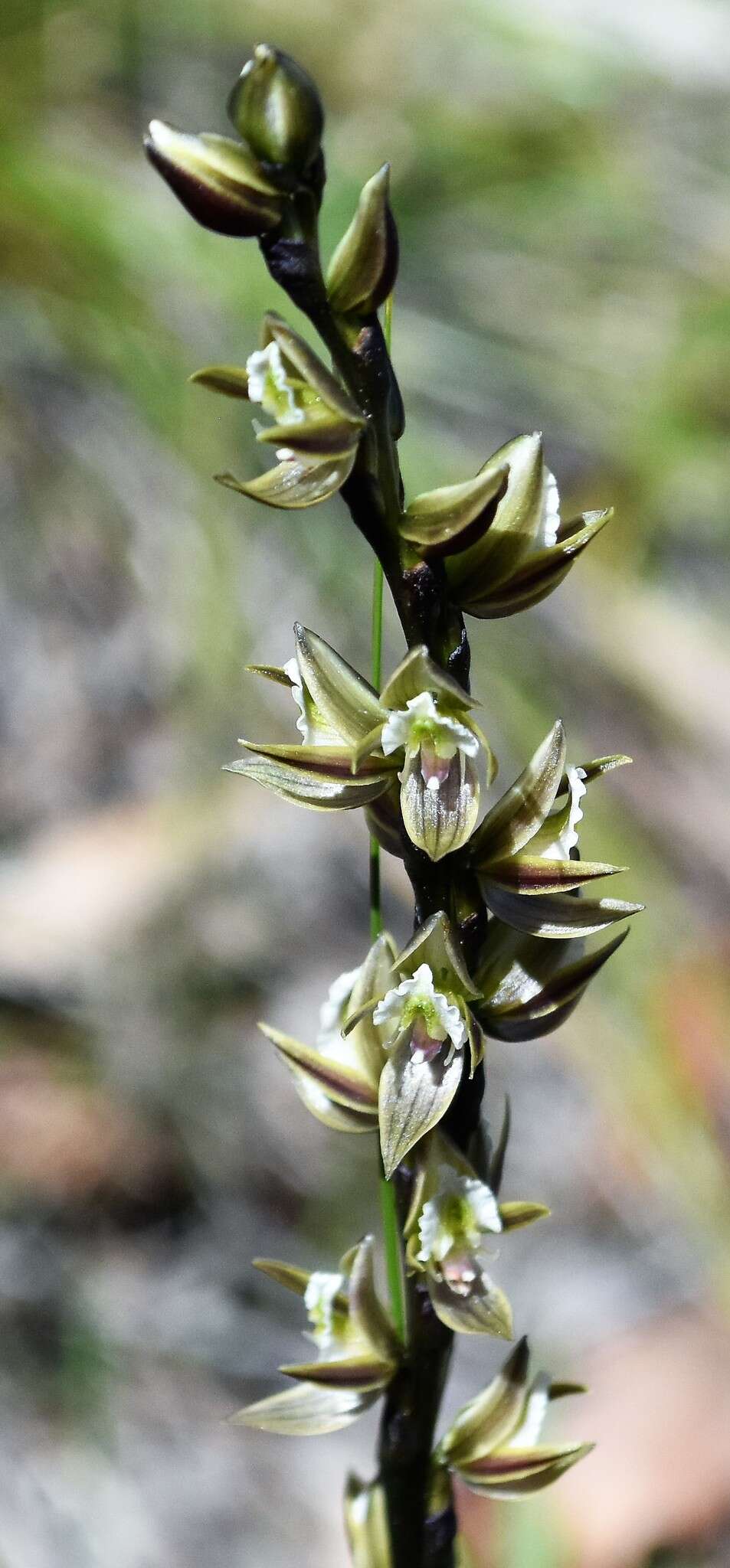 Imagem de Prasophyllum elatum R. Br.