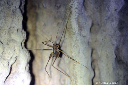 Image of Dolichopoda (Dolichopoda) naxia Boudou-Saltet 1973