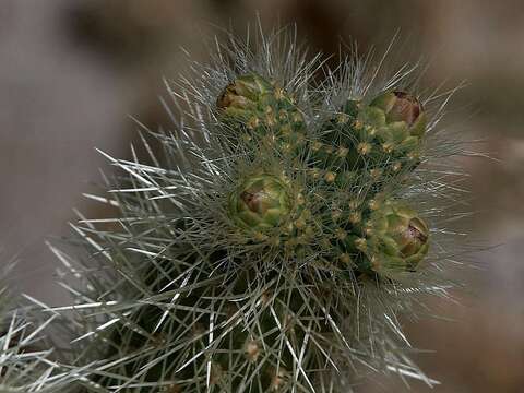 Image of Wiggins' cholla