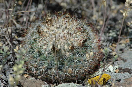 Image of mountain ball cactus