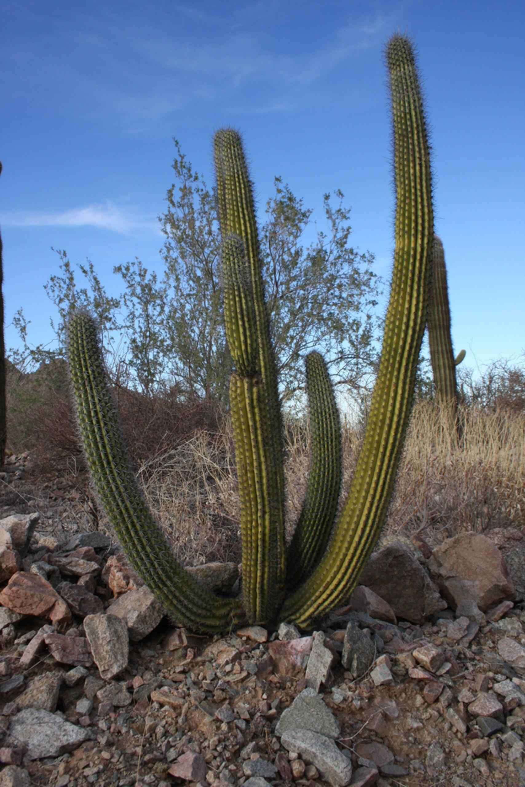 Image of Organ Pipe Cactus