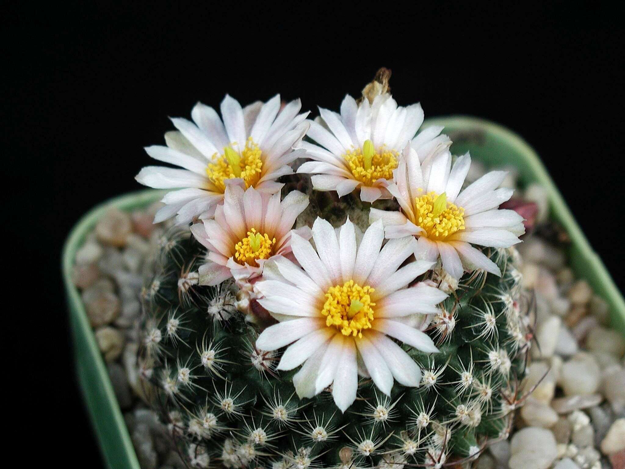 Plancia ëd Pediocactus knowltonii L. D. Benson