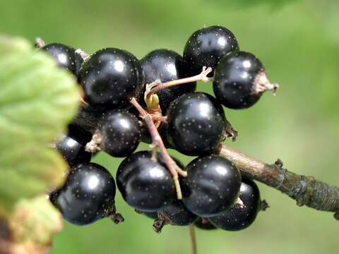 Image of Black Currant