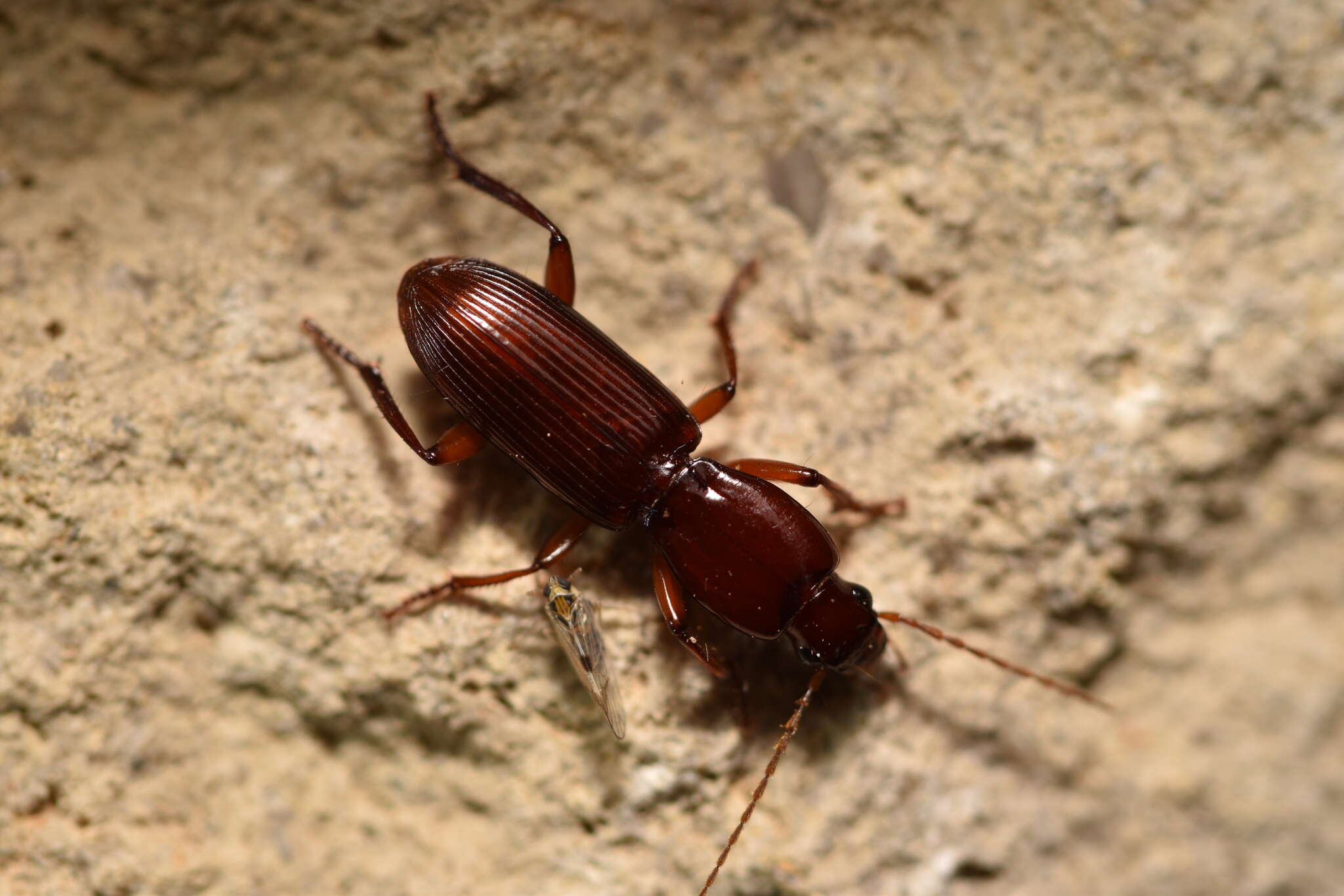 Image of Stenomorphus californicus (Ménétriés 1843)