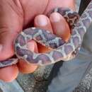 Image of Yellow-red Rat Snake