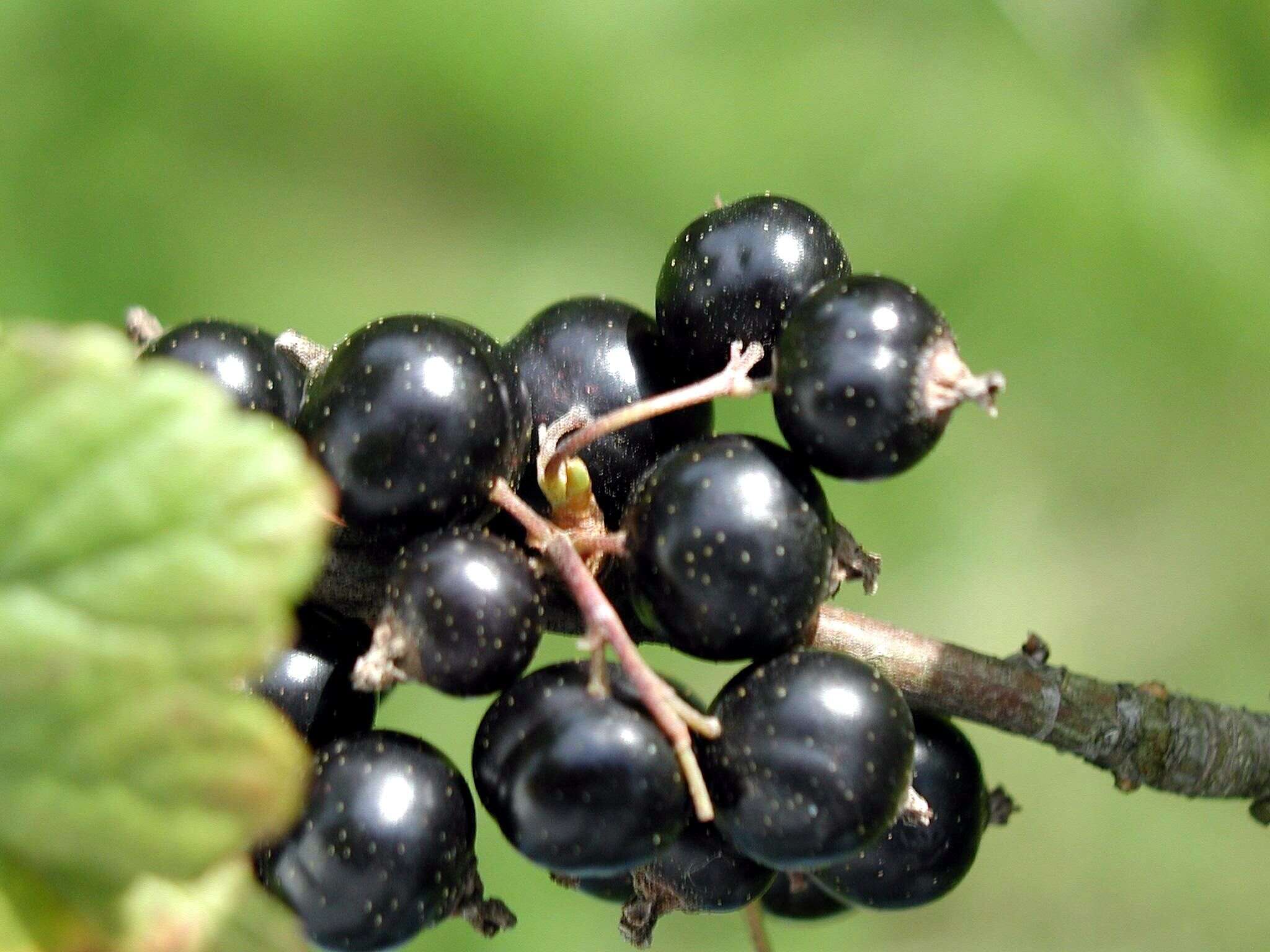 Image of Black Currant